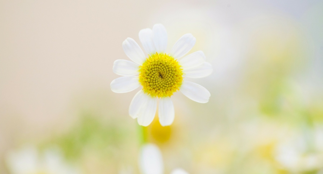 Monthly Reflection: Baha (Splendour) – On a New Year & New Habits